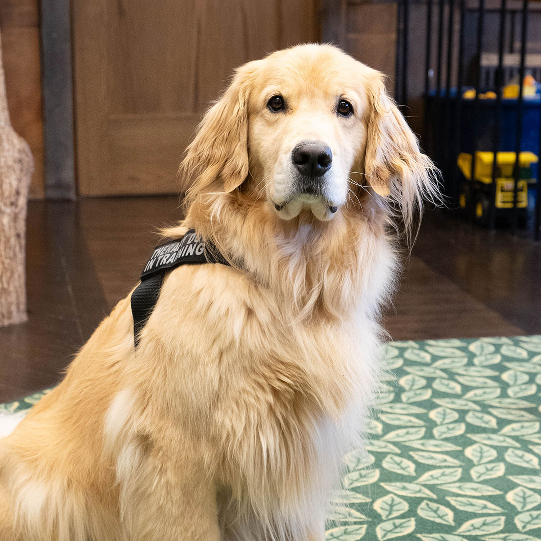 Griffin Therapy Dog At Grandville Pediatric Dentistry